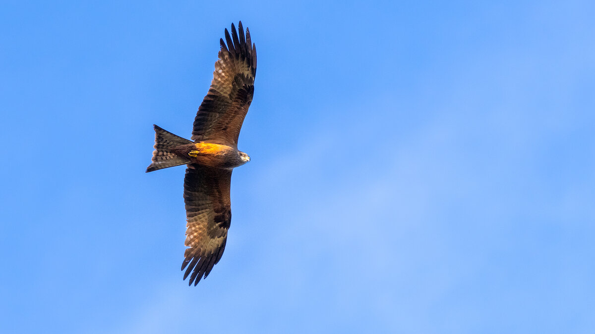 Коршун - Владимир Лазарев