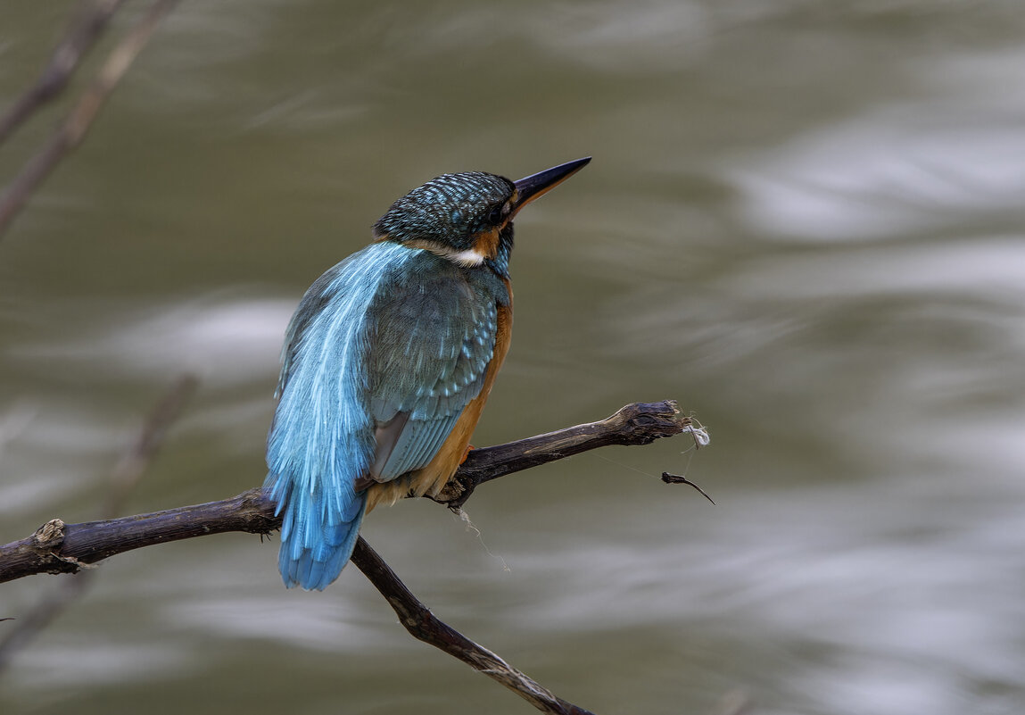 Зимородок. - Alexander Amromin