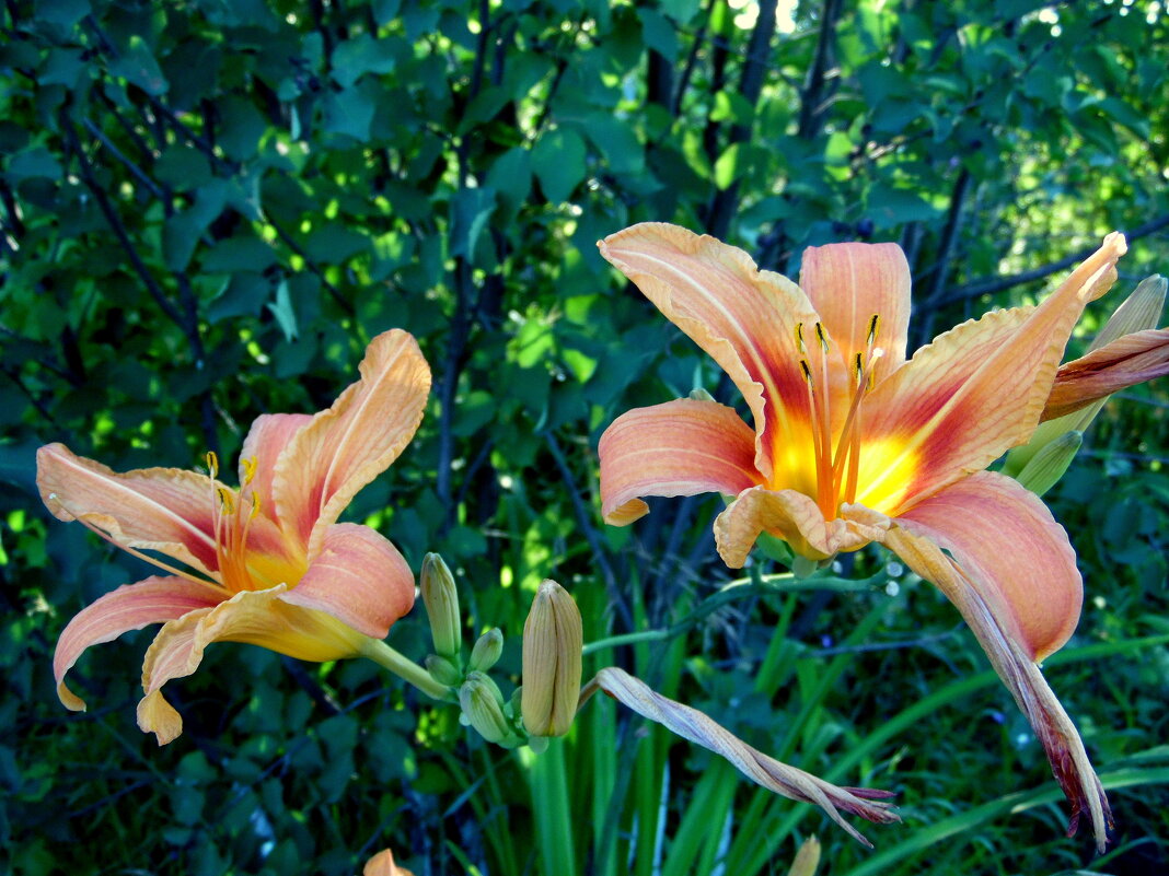 Весёлый лилейник. - nadyasilyuk Вознюк