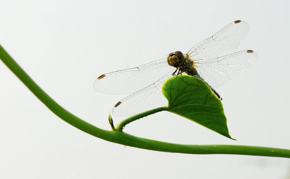 Стрекоза. - сергей ермошкин