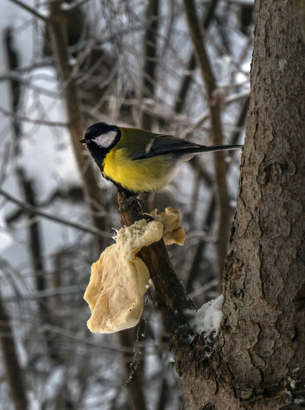 В парке - Сергей Цветков