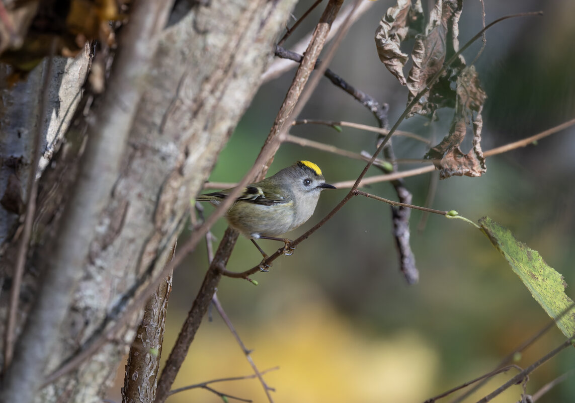 желтоголовый королек. - юрий макаров