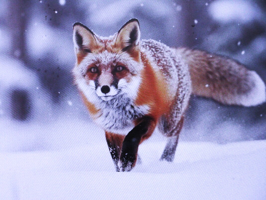 Неожиданная встреча в лесу - Людмила Смородинская