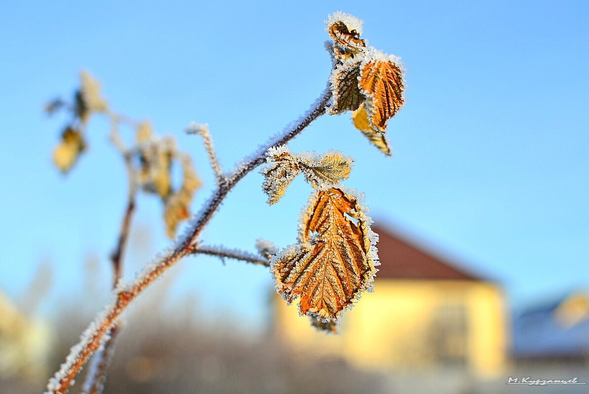 Морозное утро. - Михаил. 