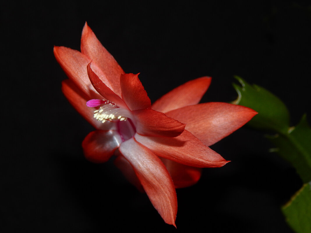 Декабрист - Александр Ковальчук