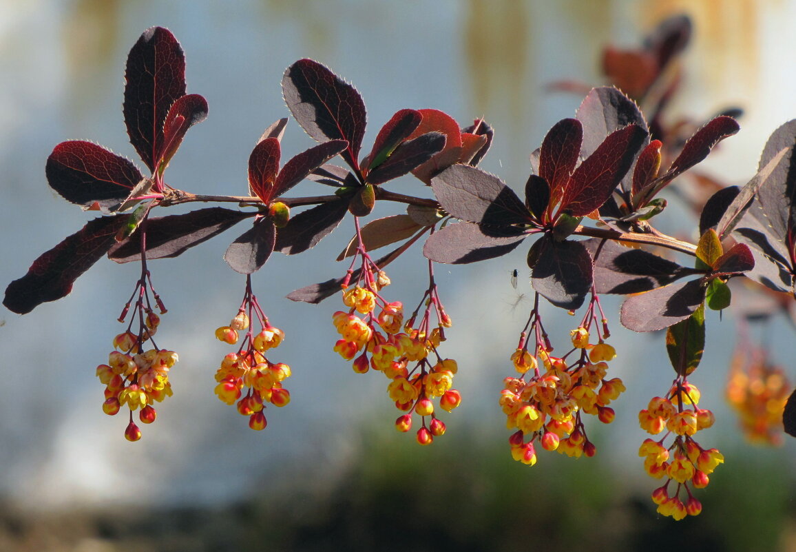 Цветёт декоративный барбарис... - Татьяна Гнездилова