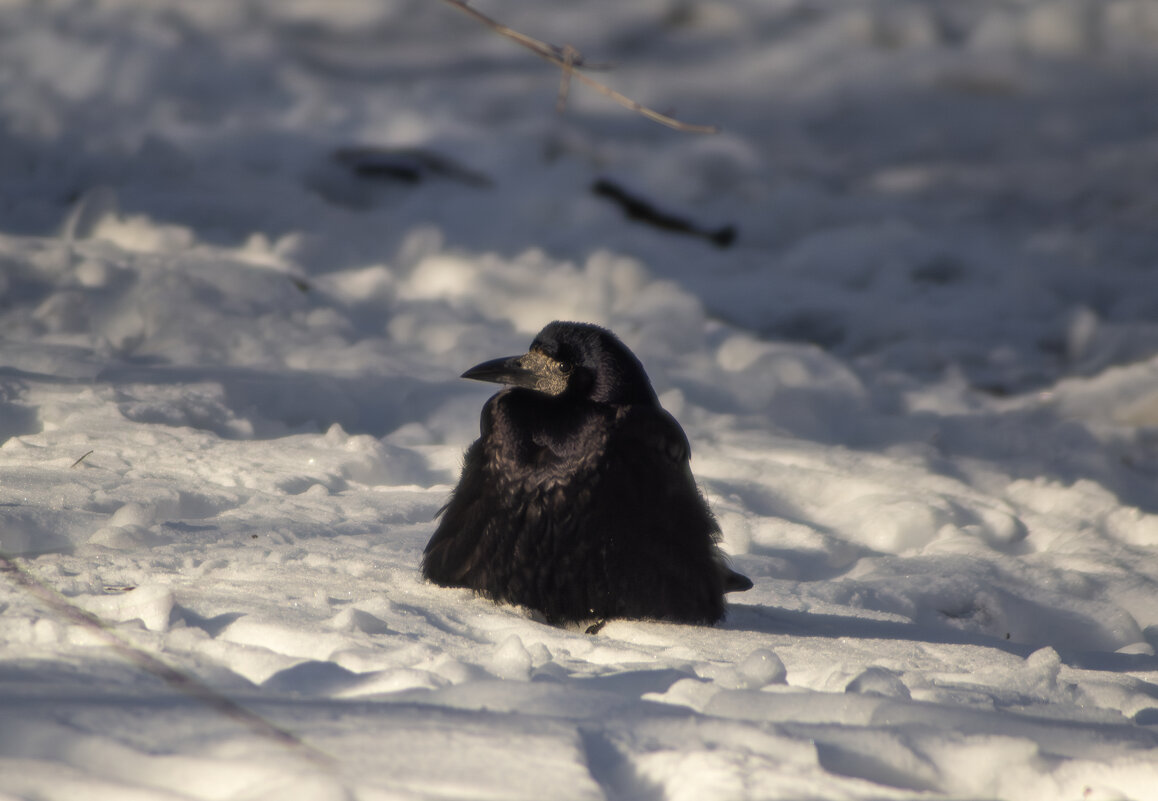 Грач. - Александр. AVG100 ---