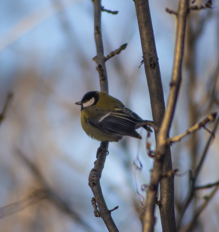 Синица. - Александр. AVG100 ---
