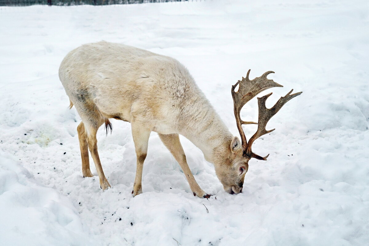 Сафари парк - Юрий Шувалов