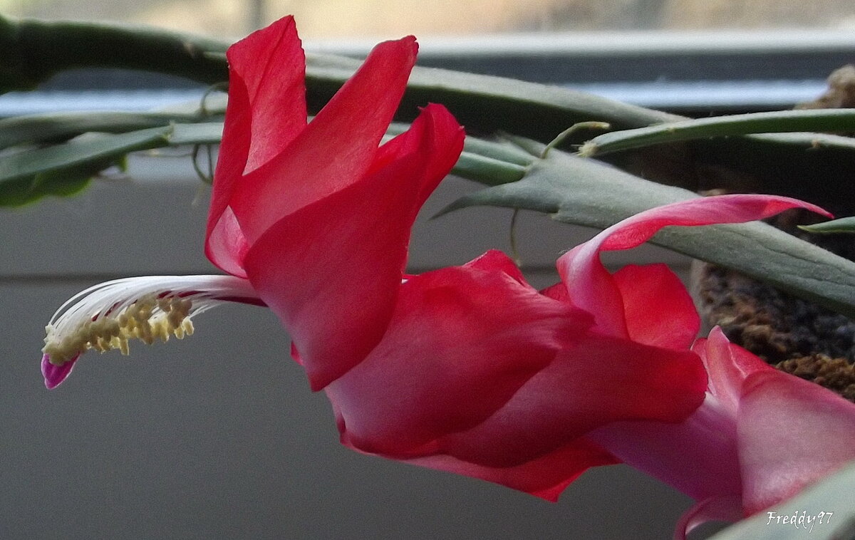 Декабрист - Freddy 97