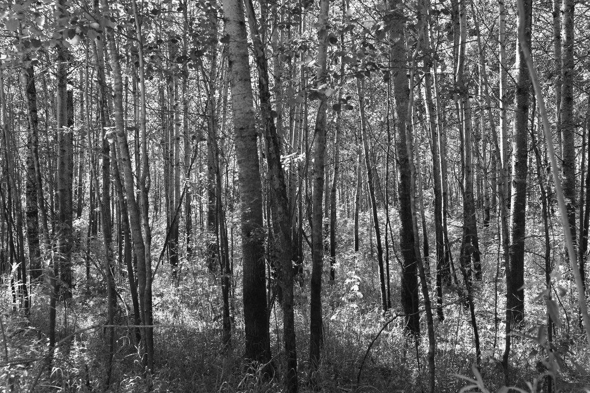 Фотография - Денис Безногов