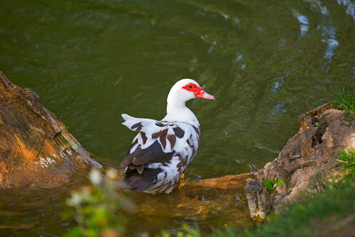 Индоутя - Светлана Тихонина