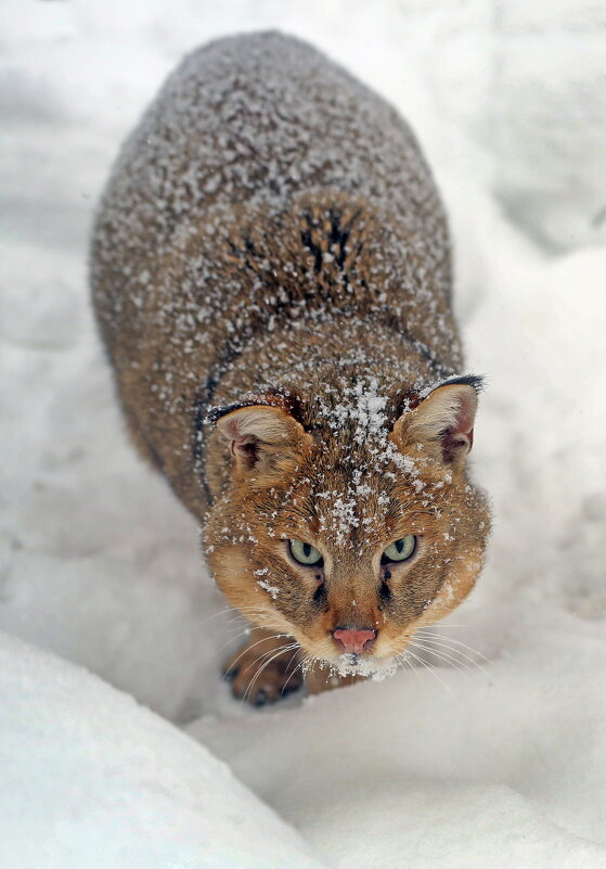 камышовый - Михаил Бибичков