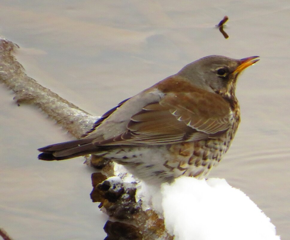 Прилетел попить - Андрей Снегерёв