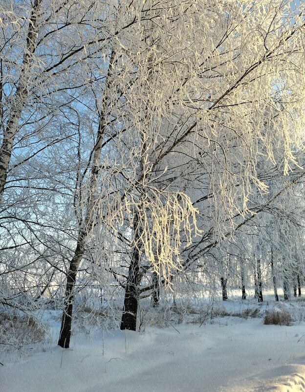 В солнечный денёк января. - оля san-alondra