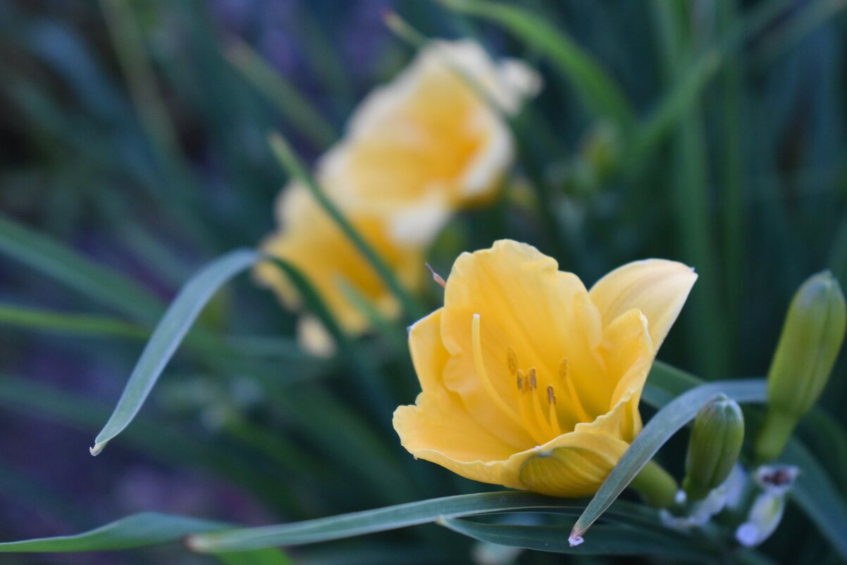 Желтый Лилейник - Дарья Шуклина