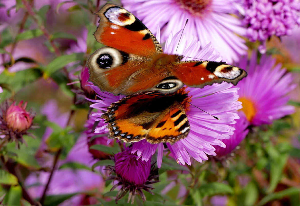 опять про бабочек...437 - Александр Прокудин