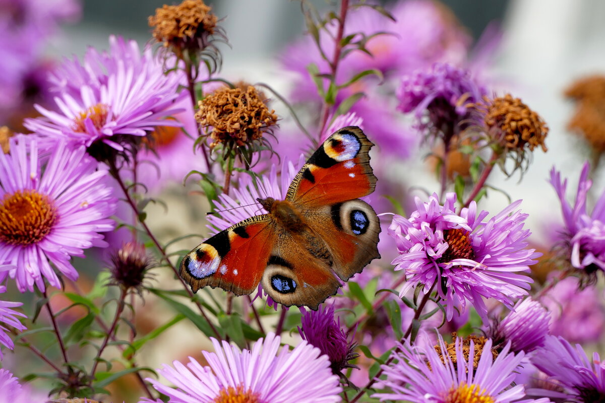 опять про бабочек...439 - Александр Прокудин