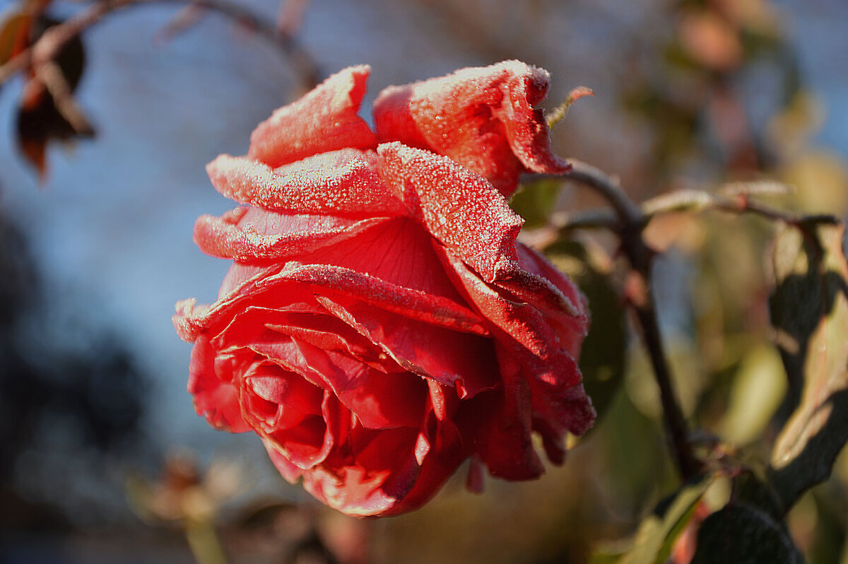 " Сахарная пудра Зимушки - Зимы... - Надежда Куркина 