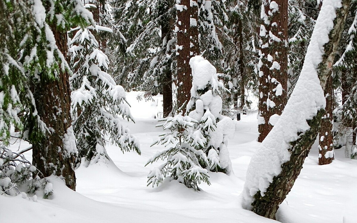 О красоте зимнего леса. - Милешкин Владимир Алексеевич 