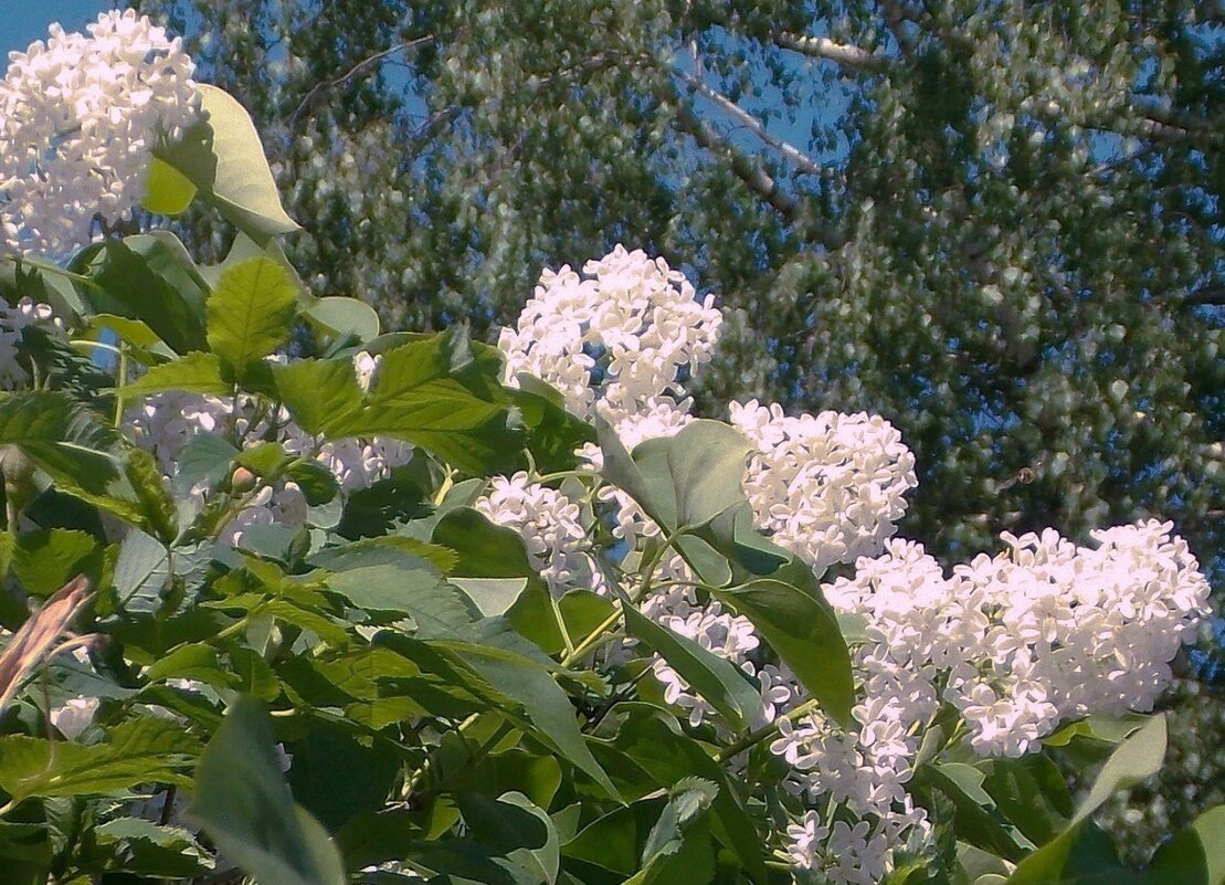О лете - Фотогруппа Весна