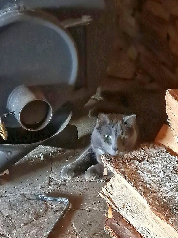 Басик на даче - Ольга Довженко