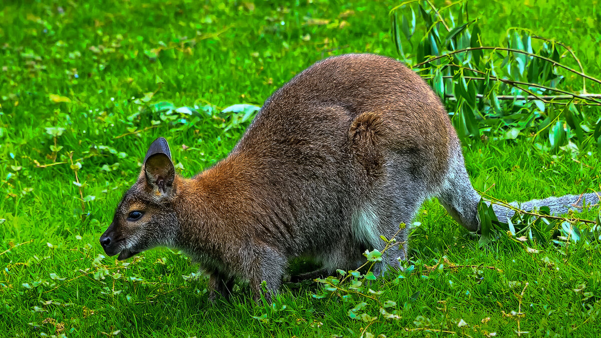 Валлаби - Aleksey Afonin