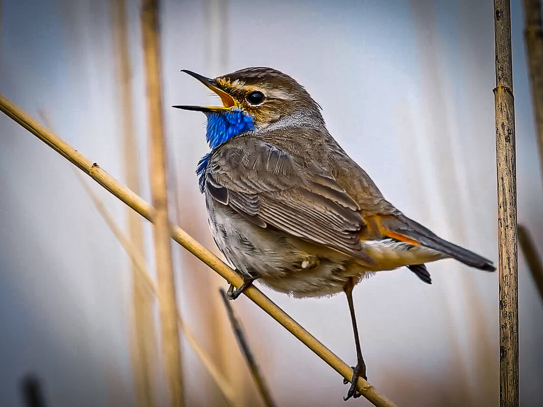 Варакушка - Aleksey Afonin