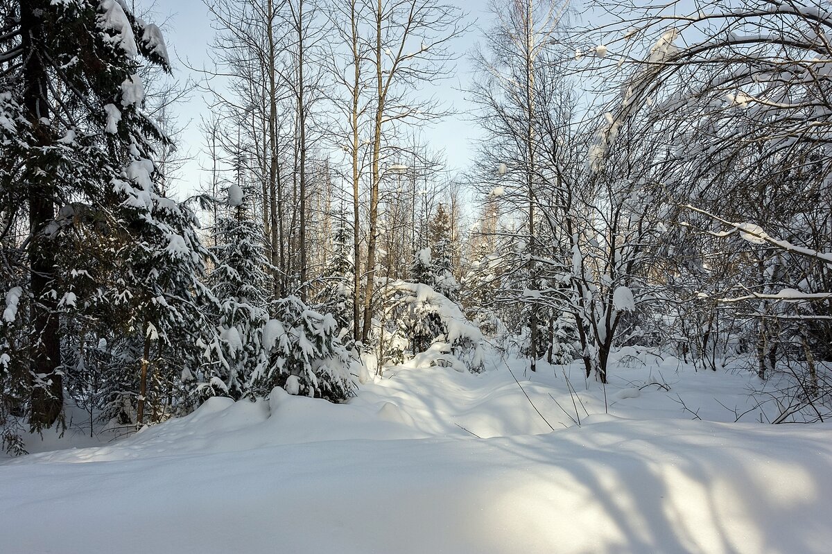 В февральском лесу - Валерий Иванович