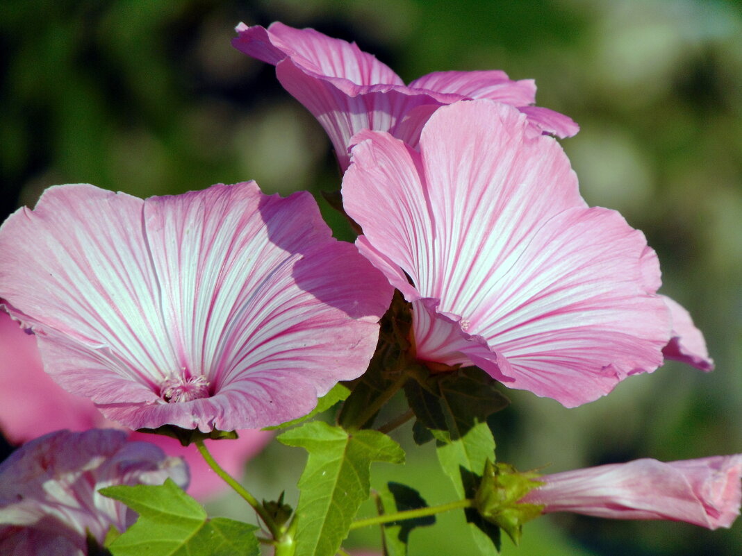 Лаватера. - nadyasilyuk Вознюк