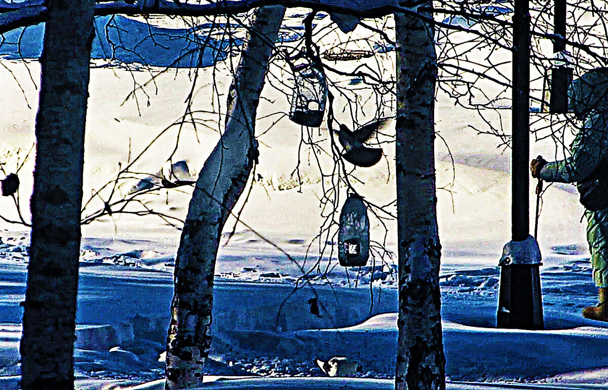 Февраль...Голубь у птичьей кормушки! - Владимир 