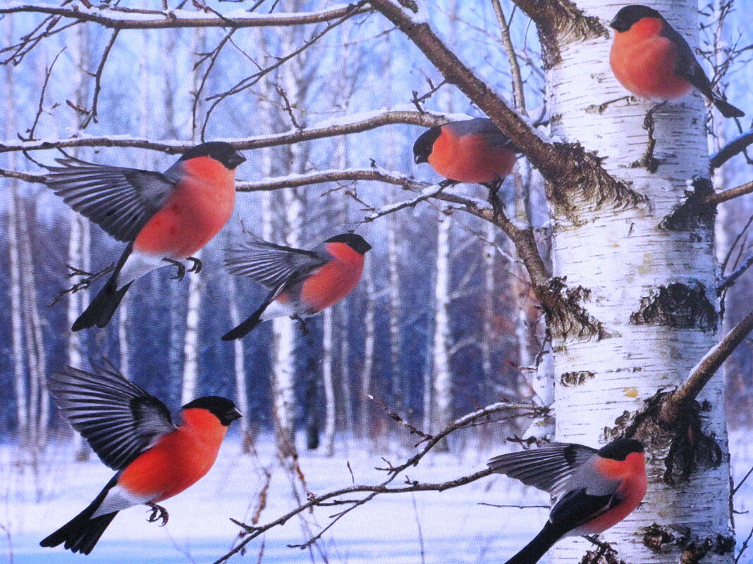 Снегири ищут еду - Людмила Смородинская