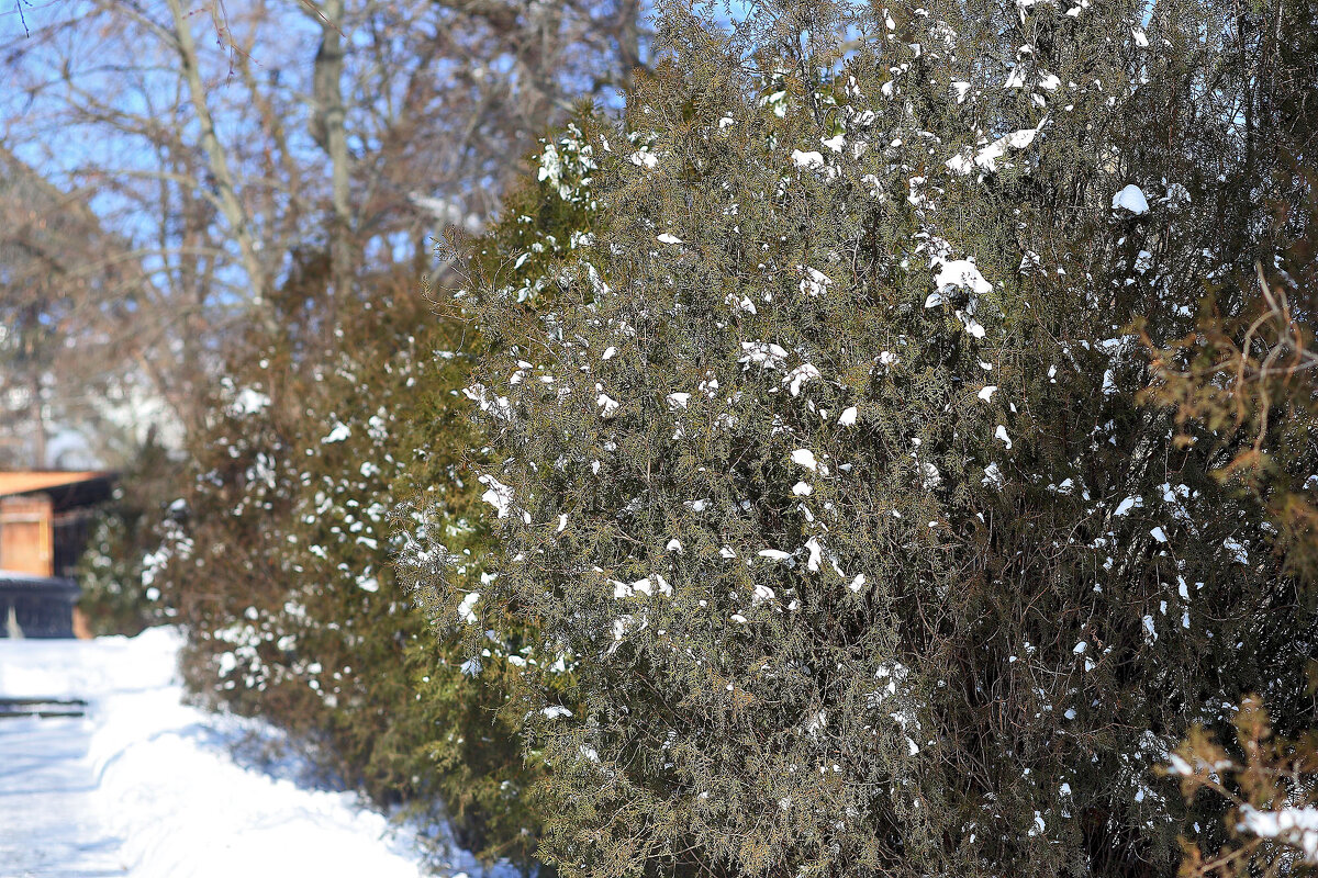 Солнци и зелень - Юрий Гайворонскiий