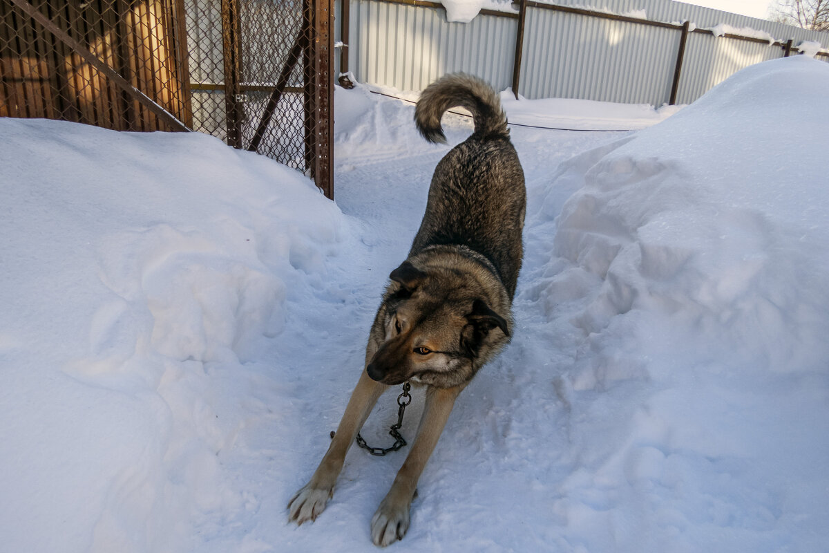 Охрана территории фабрики доверена Джеку - Сергей Цветков