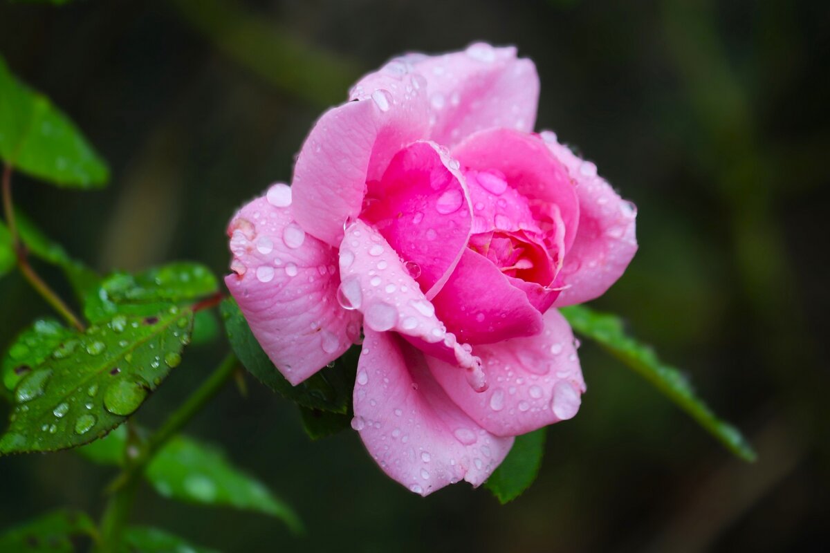 Доброе утро - Юрий. Шмаков