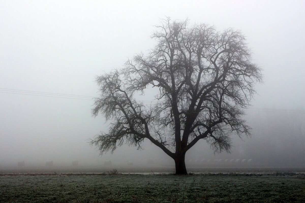 В тумане - Юрий. Шмаков