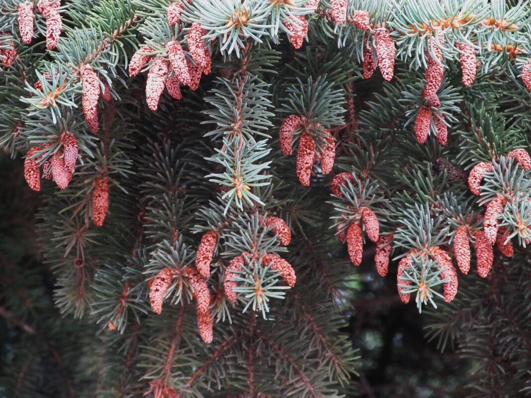 урожай - Елена Шаламова