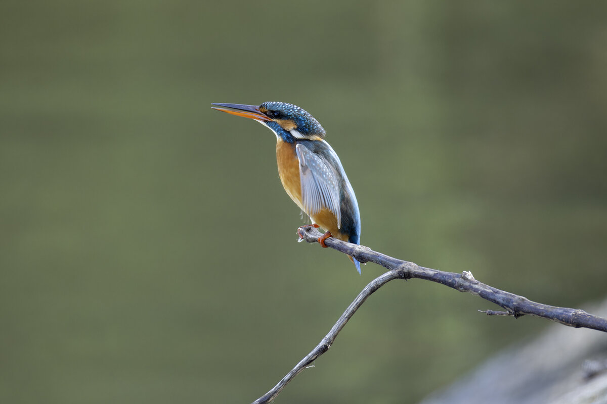 Зимородок. - Alexander Amromin