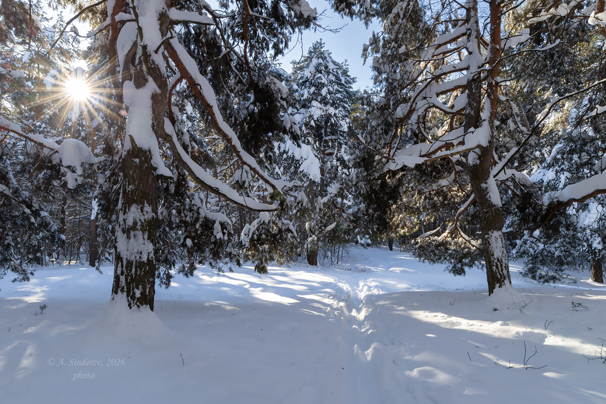 Морозный лес - Александр Синдерёв