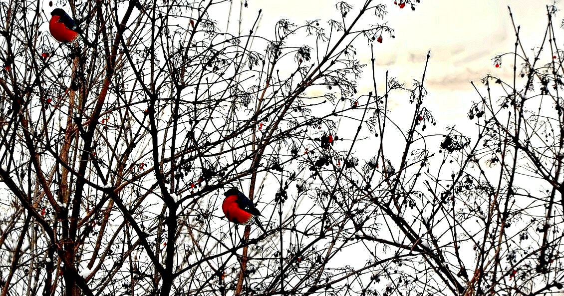 Снегири - Михаил Столяров