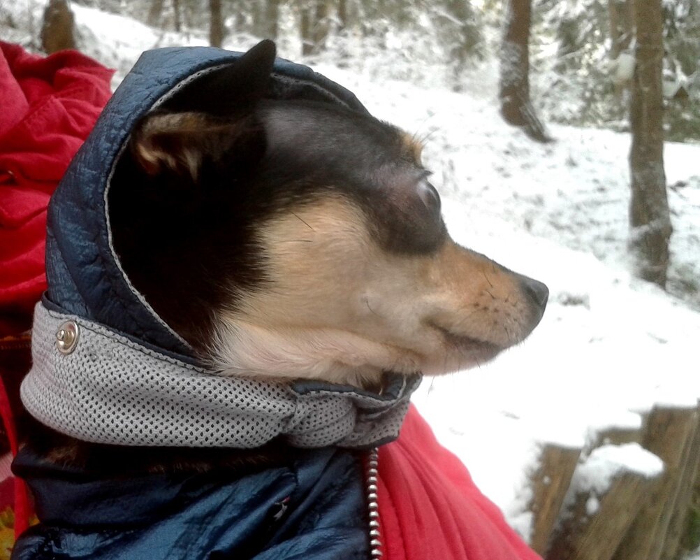 прогулка в морозный день - Владимир прогулка в морозный день - Владимир