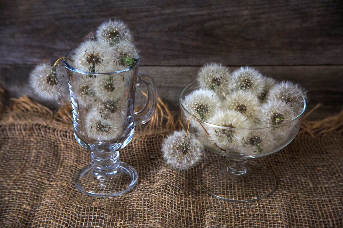 Десерт. Одуванчики - Владимир Гришин Десерт. Одуванчики - Владимир Гришин