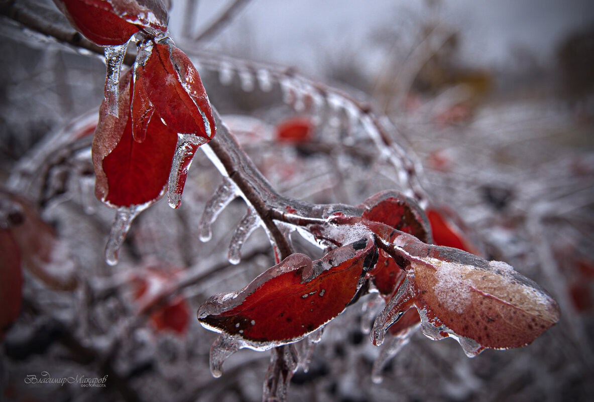 "В хрустале"© - Владимир Макаров