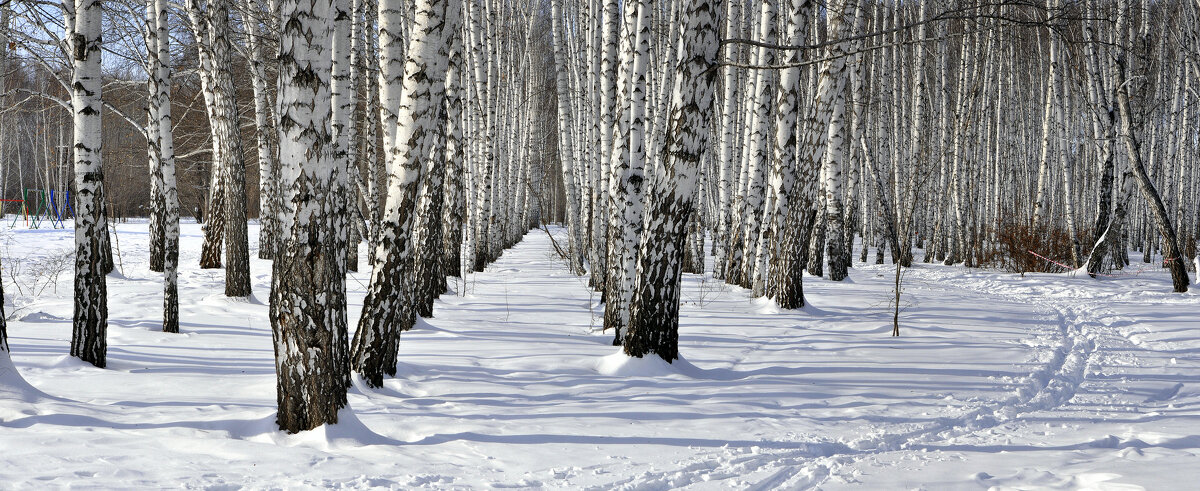 В зимнем парке. - Анатолий Анищик
