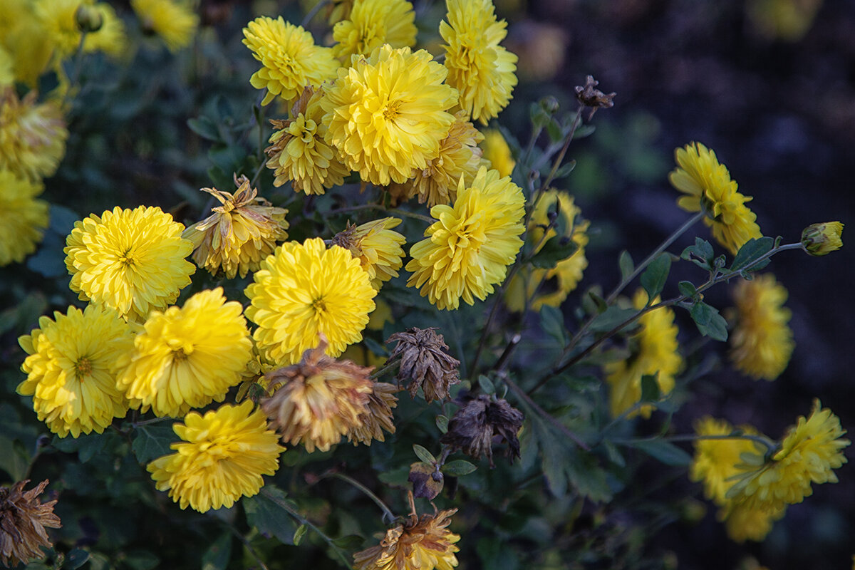 Прихваченные холодным осенним дыханием. - Лилия *