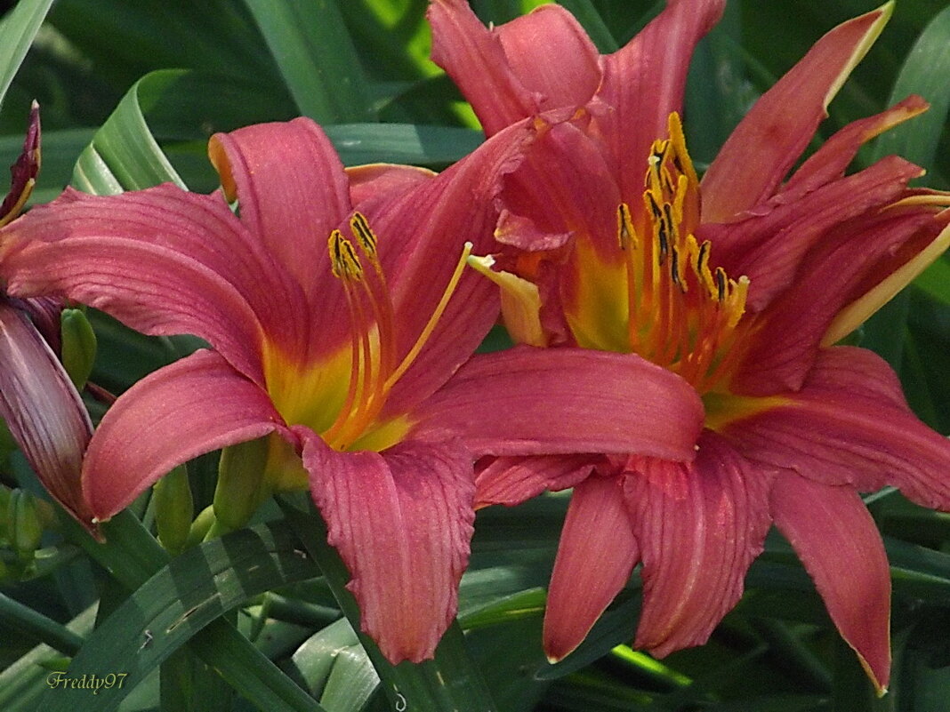 Лилейники - Freddy 97 Лилейники - Freddy 97