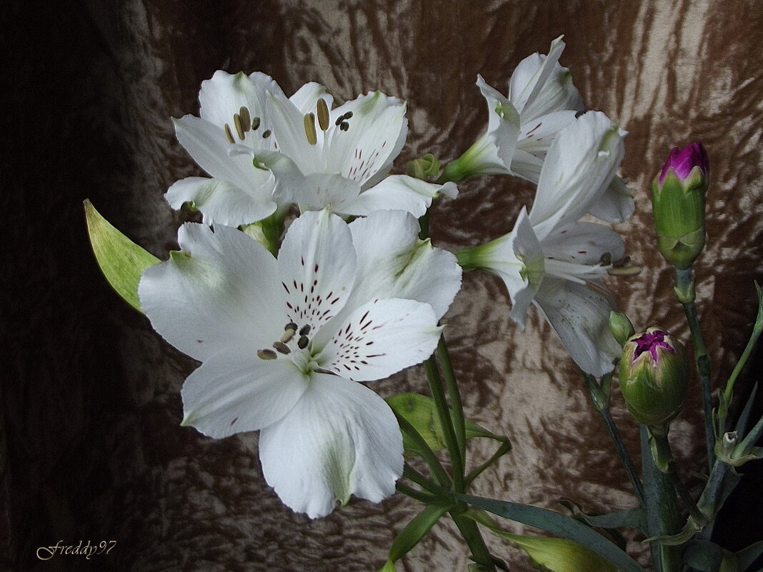 Букет - Freddy 97 Букет - Freddy 97