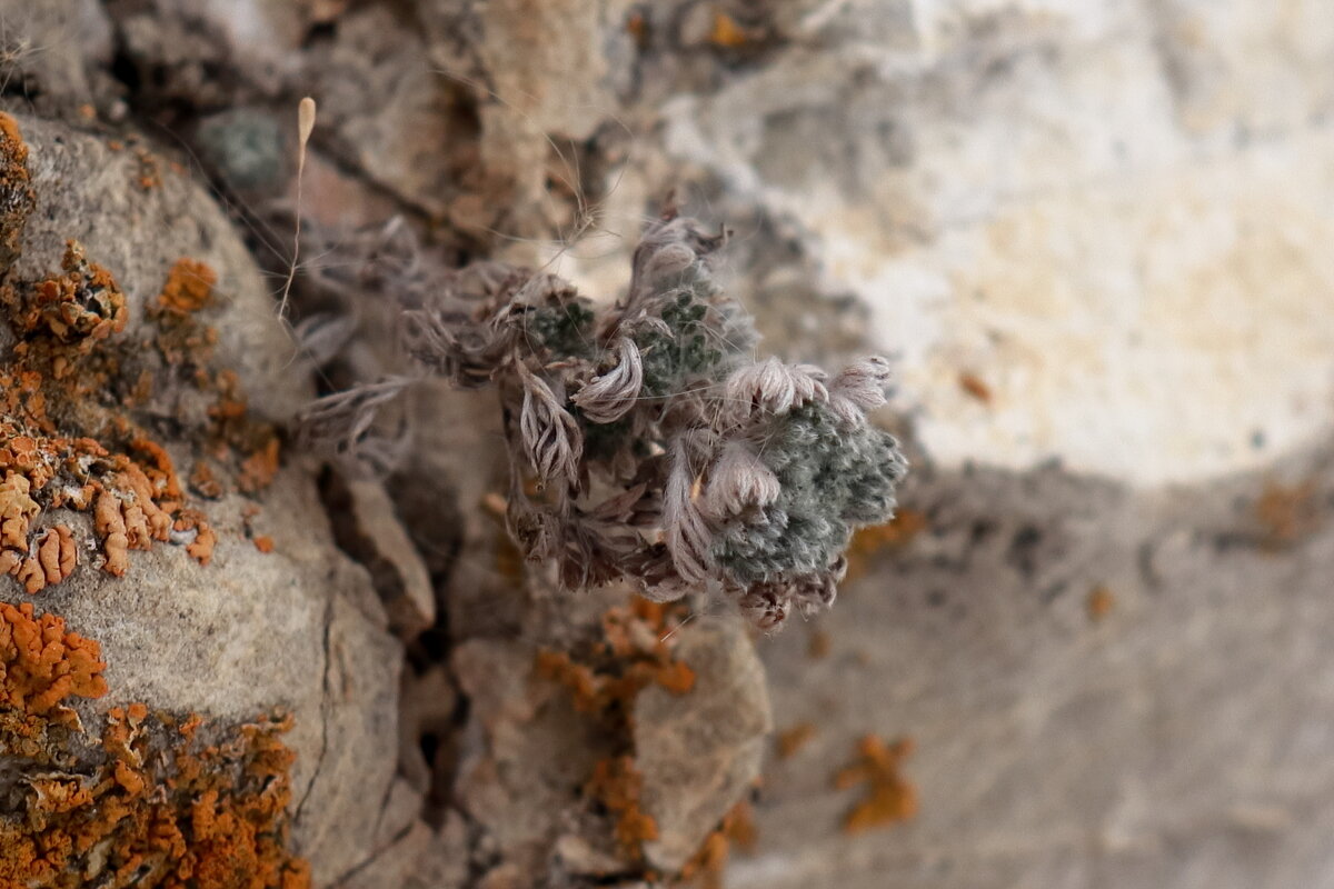 *** - Александр Николаев