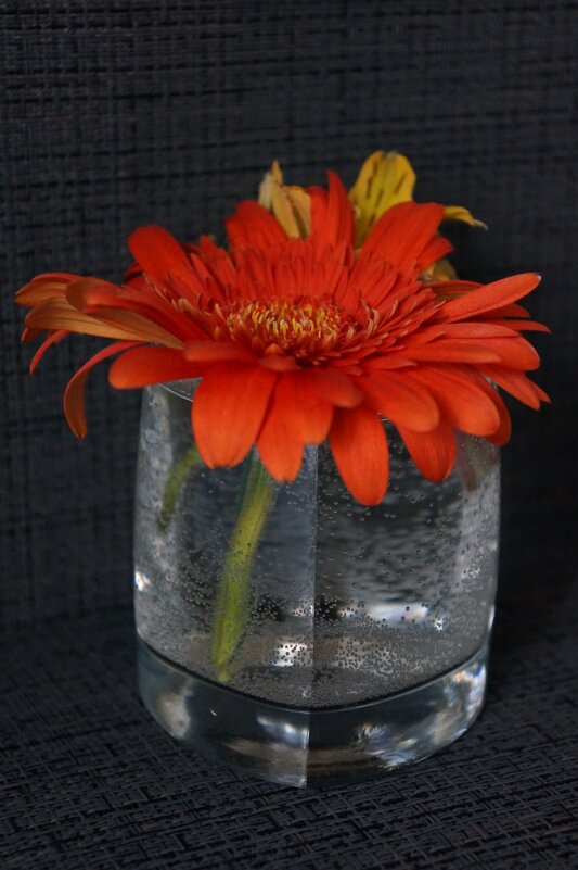 PRO  герберу... - Алёна Савина