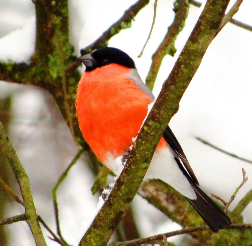 Гордый снегирь - Андрей Снегерёв